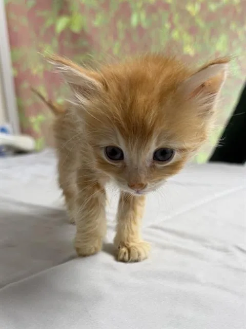 A baby small-sized male Domestic Short Hair cat named Sand Dollar for adoption in San Antonio, TX