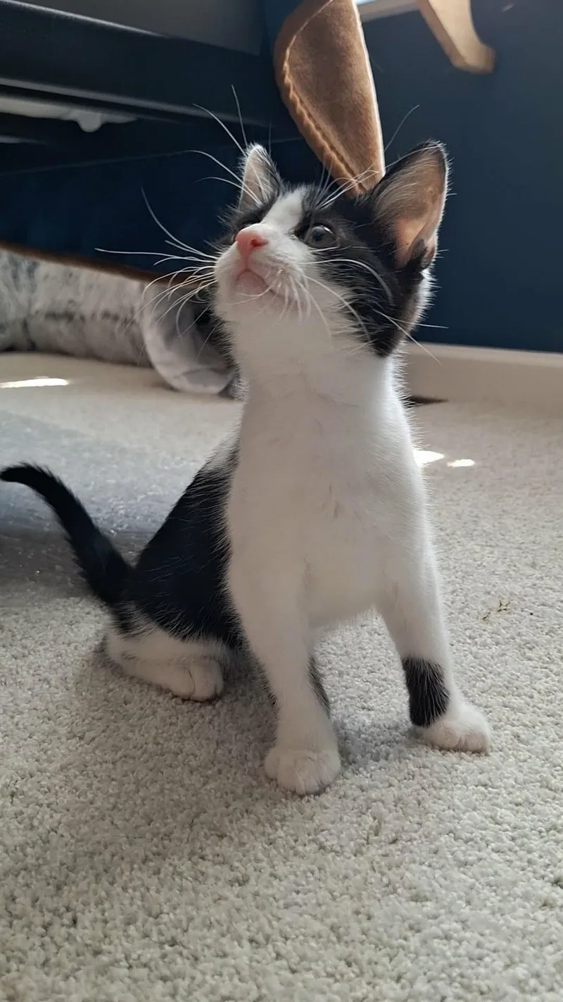 A baby medium-sized female Black & White / Tuxedo Domestic Short Hair cat named Kaow Girl for adoption in BUTLER, PA