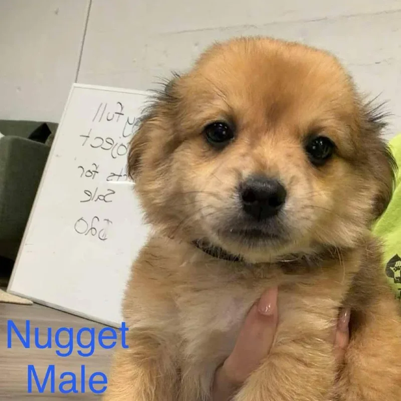 Nugget thumbnail 2