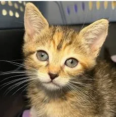 A young small-sized female Domestic Short Hair cat named Liv for adoption in Phoenix, AZ