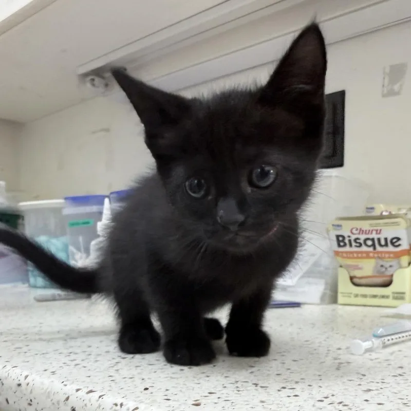 A baby small-sized female Black Domestic Short Hair cat named Carmilla for adoption in Auburn, AL