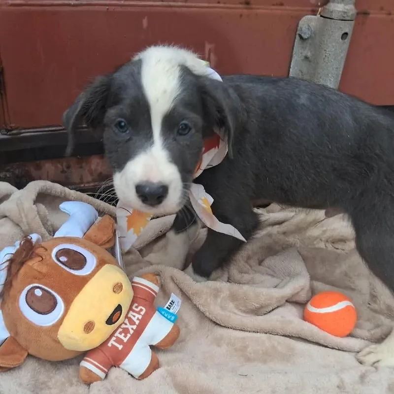 A baby medium-sized male Gray / Blue / Silver Border Collie dog named Bluford for adoption in Ferndale, MI