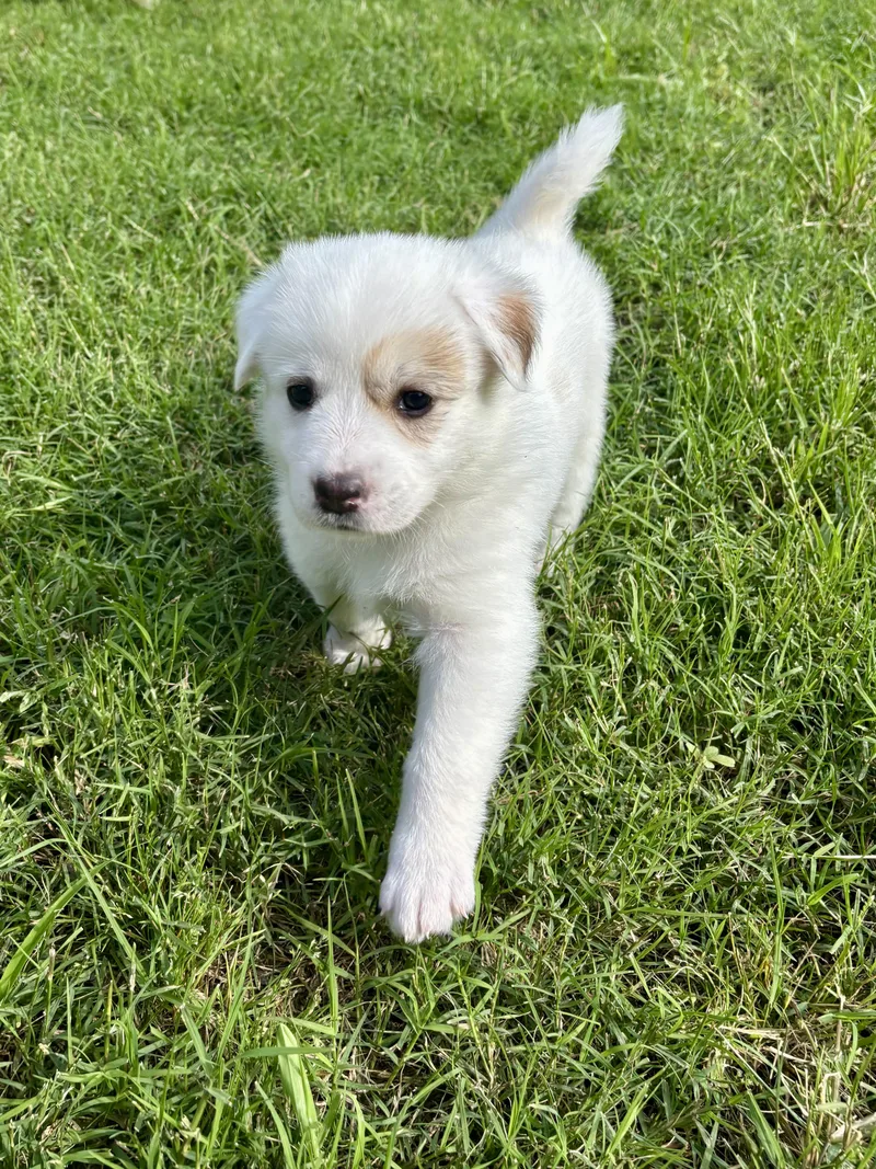 A baby large-sized female White / Cream Great Pyrenees dog named Maddie for adoption in Bulverde, TX
