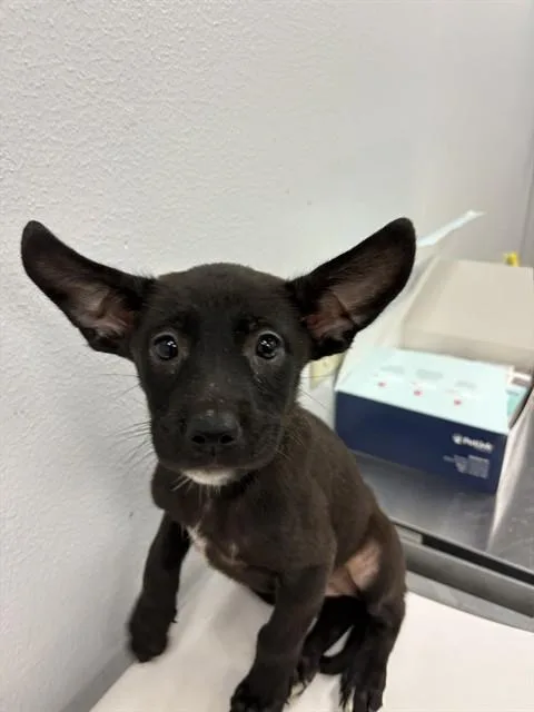 A baby small-sized female German Shepherd Dog dog named Cleopawtra for adoption in Corpus Christi, TX