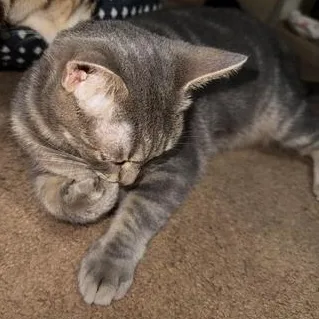 A young medium-sized female Tabby (Gray / Blue / Silver) Tabby cat named Amelia for adoption in Liverpool, TX