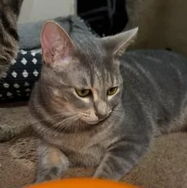 Amelia thumbnail 3