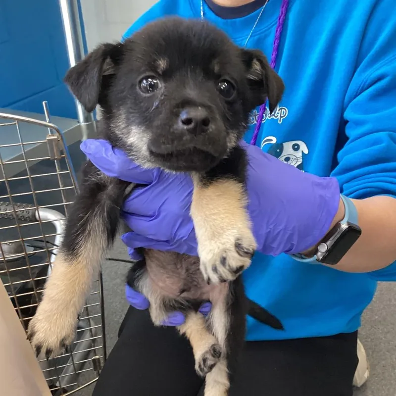 A young medium-sized male Apricot / Beige Terrier dog named Moose for adoption in Montgomery, AL