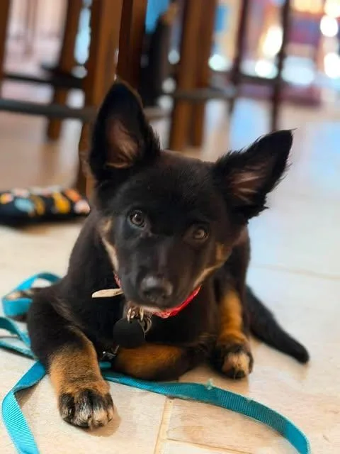 A baby small-sized male Australian Shepherd dog named Montana for adoption in Springville, NY