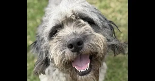 An adult medium-sized male Poodle dog named Odin for adoption in Dallas, TX