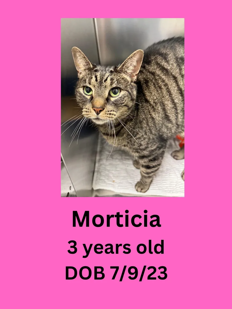 An adult medium-sized female Tabby (Brown / Chocolate) Domestic Short Hair cat named Morticia for adoption in Ravenna, OH