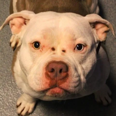 An adult medium-sized female Brown / Chocolate Pit Bull Terrier dog named Goblin for adoption in Fredericksburg, VA