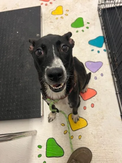 A young medium-sized female Australian Cattle Dog / Blue Heeler dog named Rachel for adoption in Chickamauga , GA