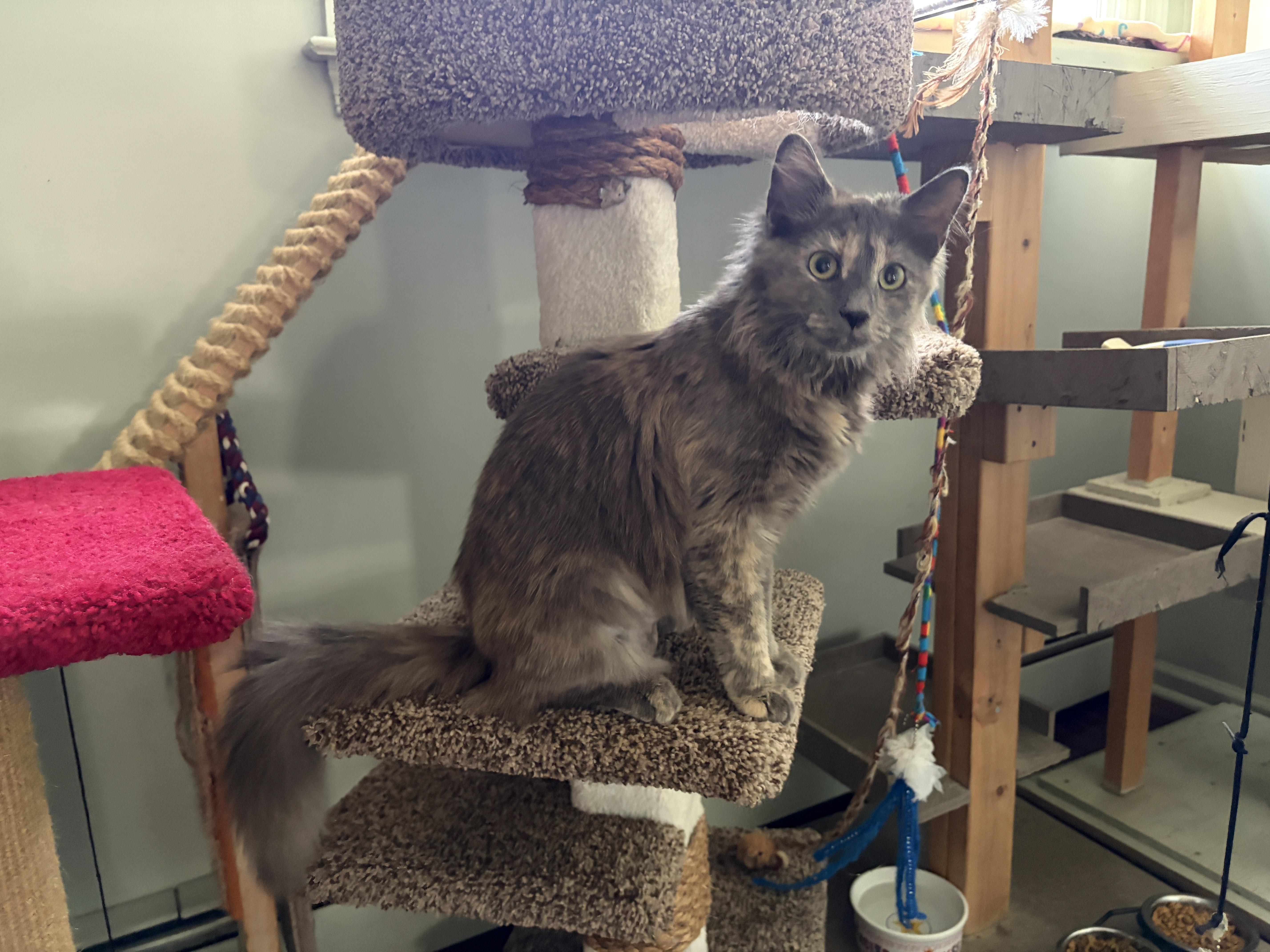 A young medium-sized female Dilute Tortoiseshell Maine Coon cat named Madeleine for adoption in Churchville, PA