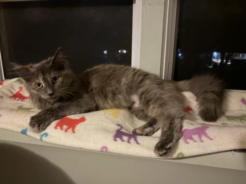 Madeleine thumbnail 2