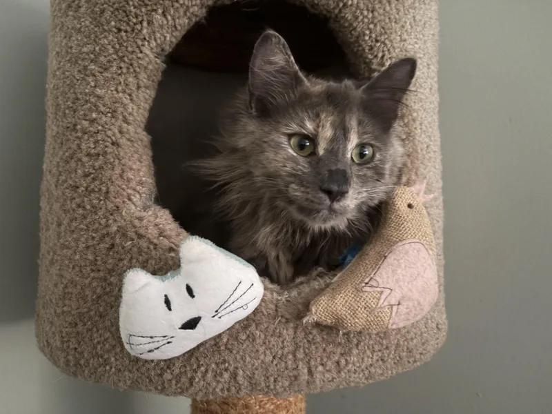 Madeleine thumbnail 3