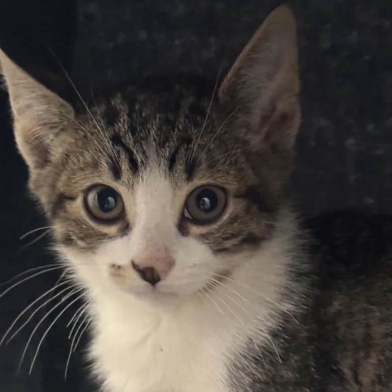 A baby small-sized male American Shorthair cat named Antonio for adoption in Danbury, CT