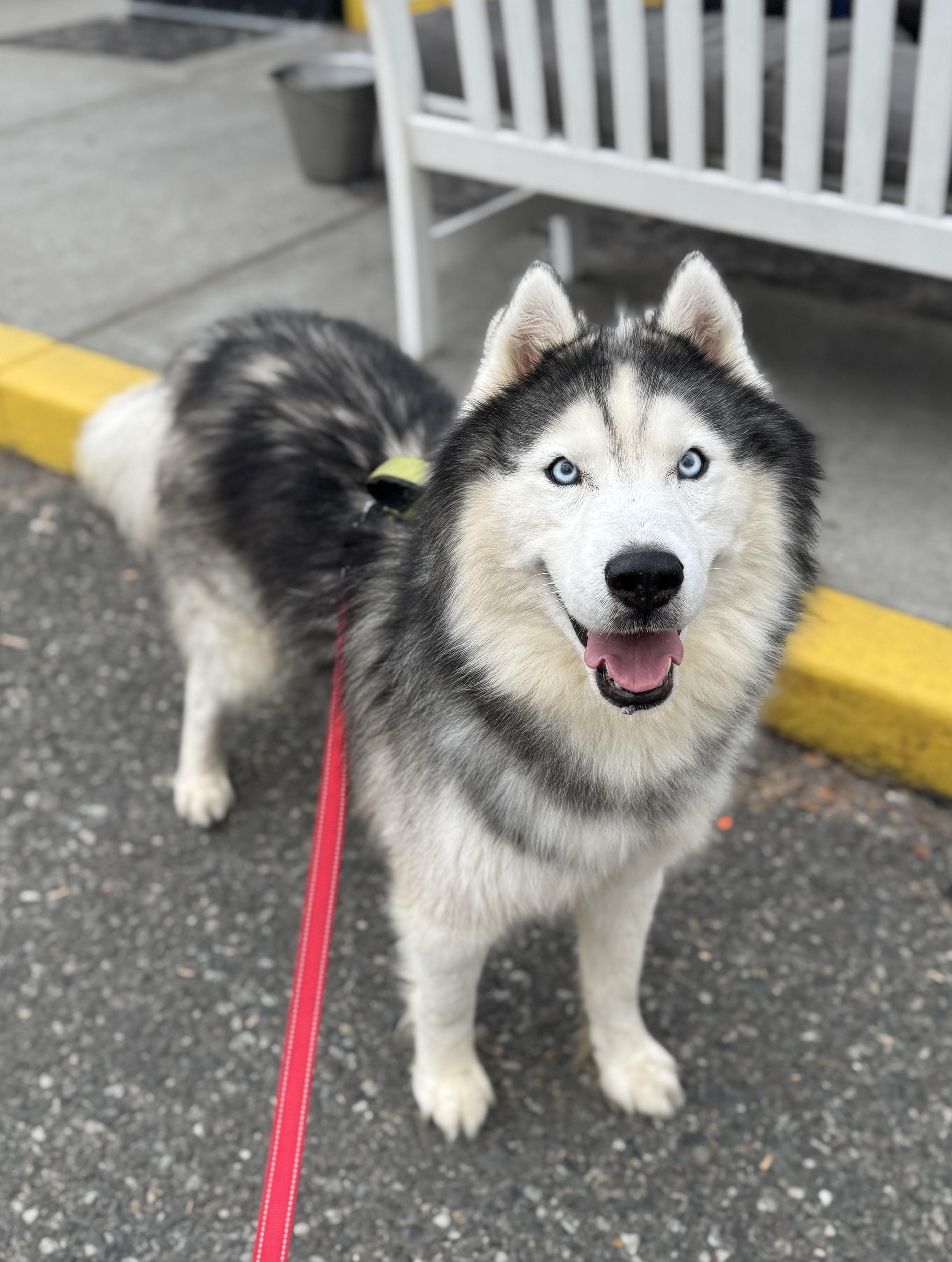 A young medium-sized male Siberian Husky dog named Steel for adoption in lynnwood , WA