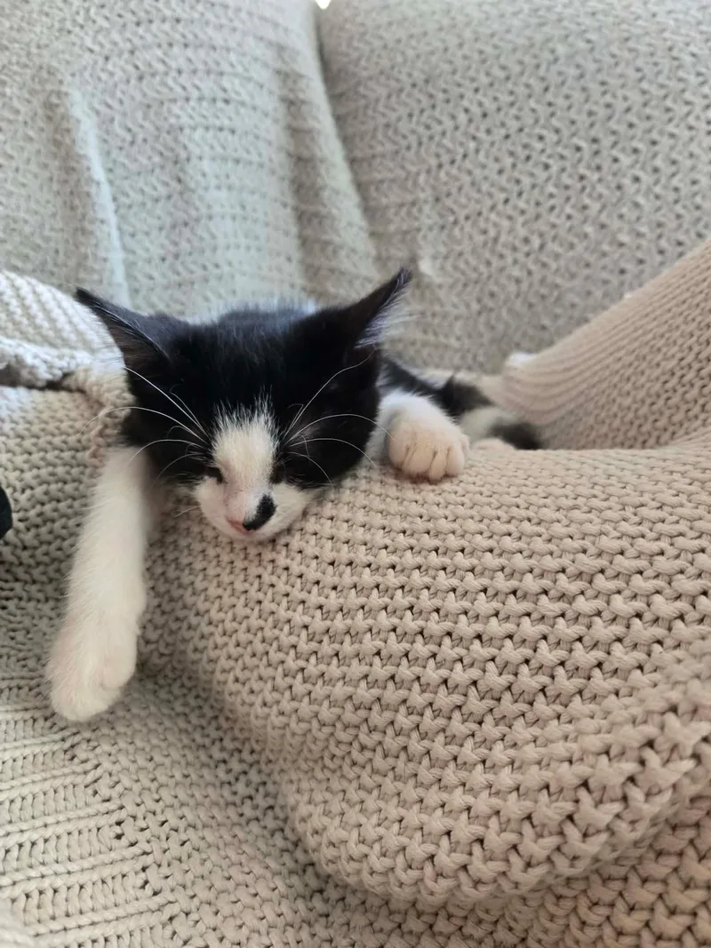 A young medium-sized male Black & White / Tuxedo Domestic Short Hair cat named Velcro for adoption in Clover, SC