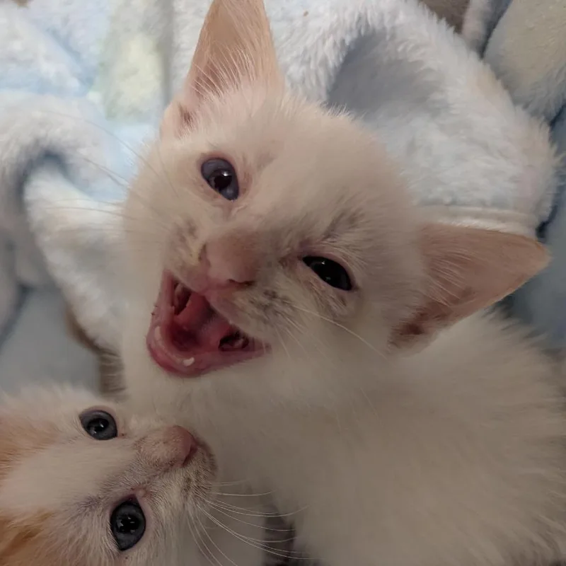 A baby small-sized female Flame Point Domestic Short Hair cat named Lo Mein for adoption in Ocala, FL