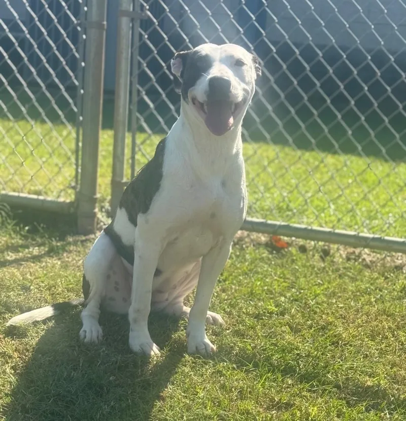 A young medium-sized female White / Cream Mixed Breed dog named Sienna for adoption in Orangeburg, SC