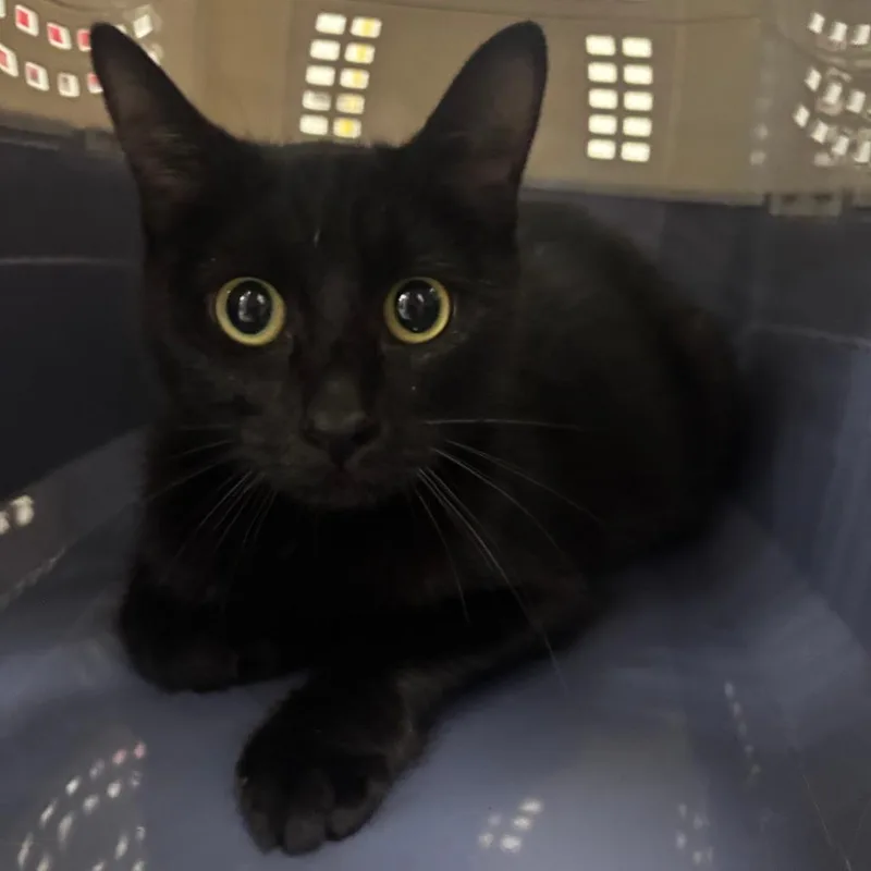 An adult medium-sized female Black Domestic Short Hair cat named Panther for adoption in Indianapolis, IN