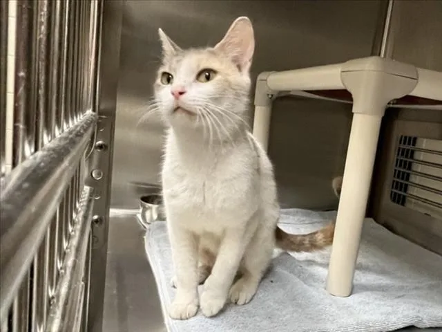 An adult medium-sized female Domestic Short Hair cat named Gwen for adoption in Chapel Hill, NC