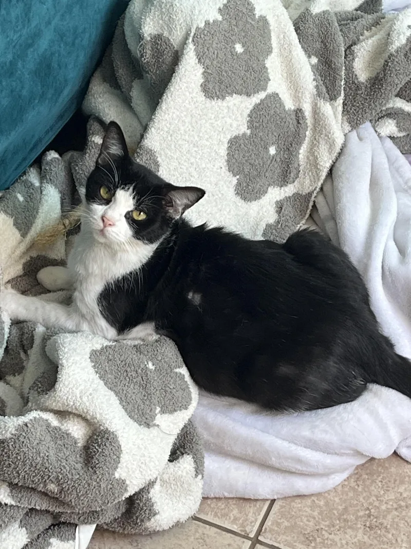An adult medium-sized female Black & White / Tuxedo Domestic Short Hair cat named Minnow for adoption in Tampa, FL
