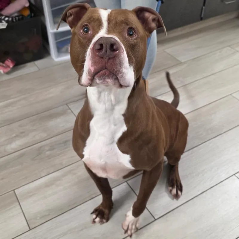 An adult large-sized male Brown / Chocolate Pit Bull Terrier dog named Tyrolite for adoption in Chatham, VA