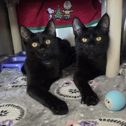 A baby medium-sized male Domestic Short Hair cat named Rod for adoption in Westland, MI