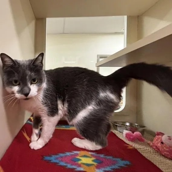 An adult medium-sized female Gray & White Domestic Short Hair cat named Florence for adoption in Prince Frederick, MD
