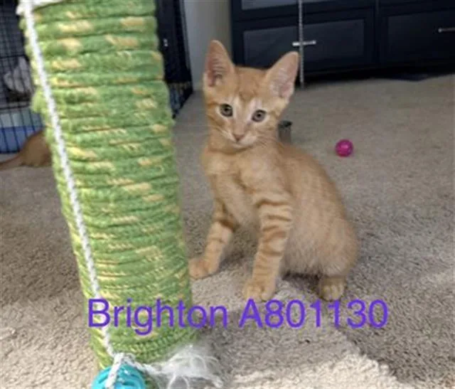 A baby small-sized male Domestic Short Hair cat named Brighton for adoption in San Antonio, TX
