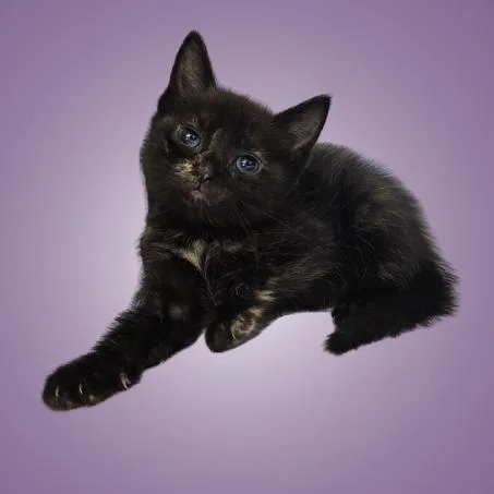 A baby small-sized female Black Domestic Short Hair cat named Soy Sauce for adoption in Austin, TX