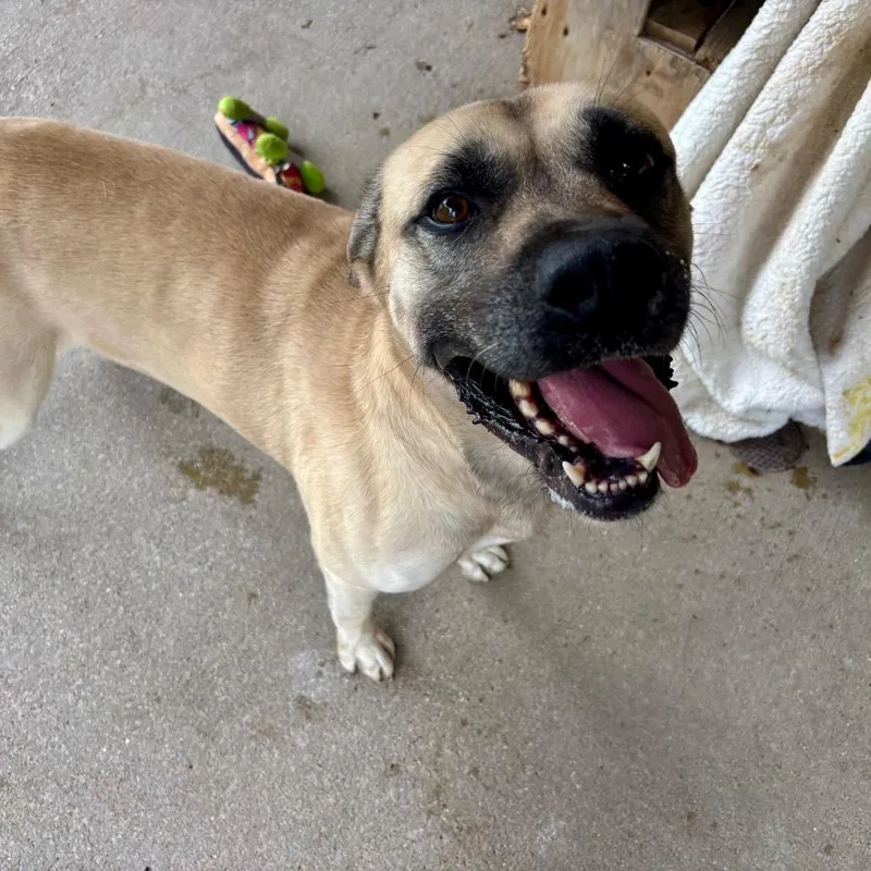 An adult large-sized male Yellow / Tan / Blond / Fawn Mixed Breed dog named Bruno for adoption in Edwardsville, IL
