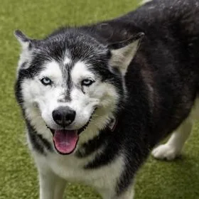A senior large-sized female Siberian Husky dog named Kimber for adoption in Santa Cruz, CA