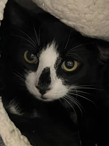 A young small-sized male Domestic Short Hair cat named Taylor for adoption in Virginia Beach, VA