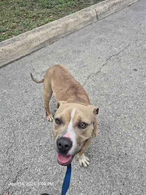 A young medium-sized male American Staffordshire Terrier dog named Marshall for adoption in San Antonio, TX