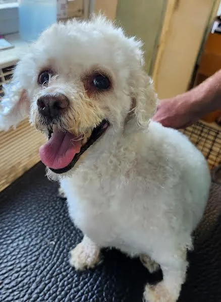 A senior small-sized female Poodle dog named Izzy for adoption in Hopkinsville, KY