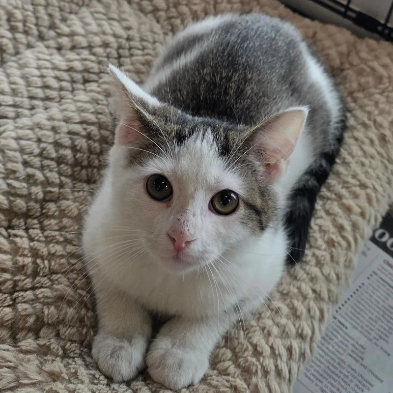 A baby small-sized female White Domestic Short Hair cat named String of Pearls for adoption in Chatham, VA