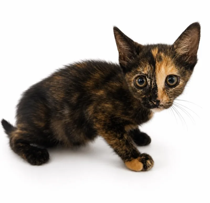 A baby small-sized female Domestic Short Hair cat named Amy for adoption in Wauchula, FL