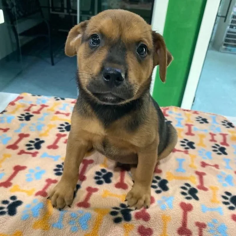 A baby small-sized male Brown / Chocolate Terrier dog named Ziggy for adoption in Kyle, TX