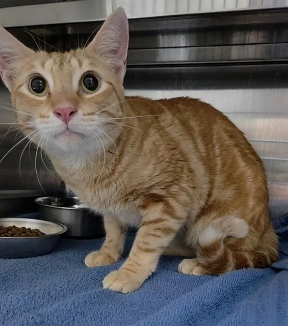 An adult medium-sized male Domestic Short Hair cat named Cooper for adoption in Fort Lauderdale, FL