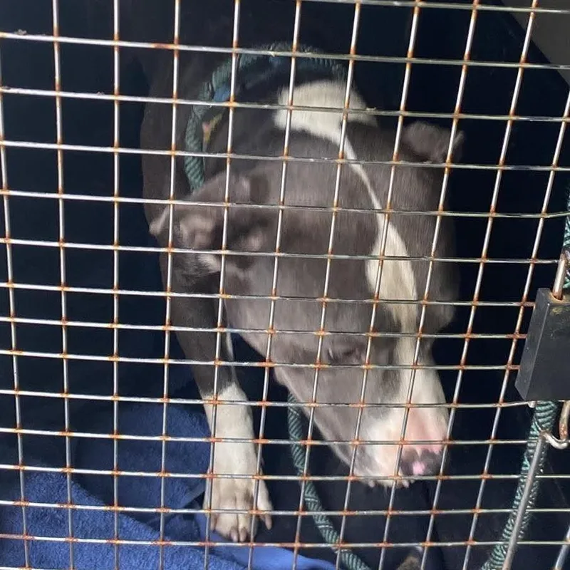 An adult medium-sized male Gray / Blue / Silver Mixed Breed dog named Diablo Stray Hold for adoption in Huntington, WV