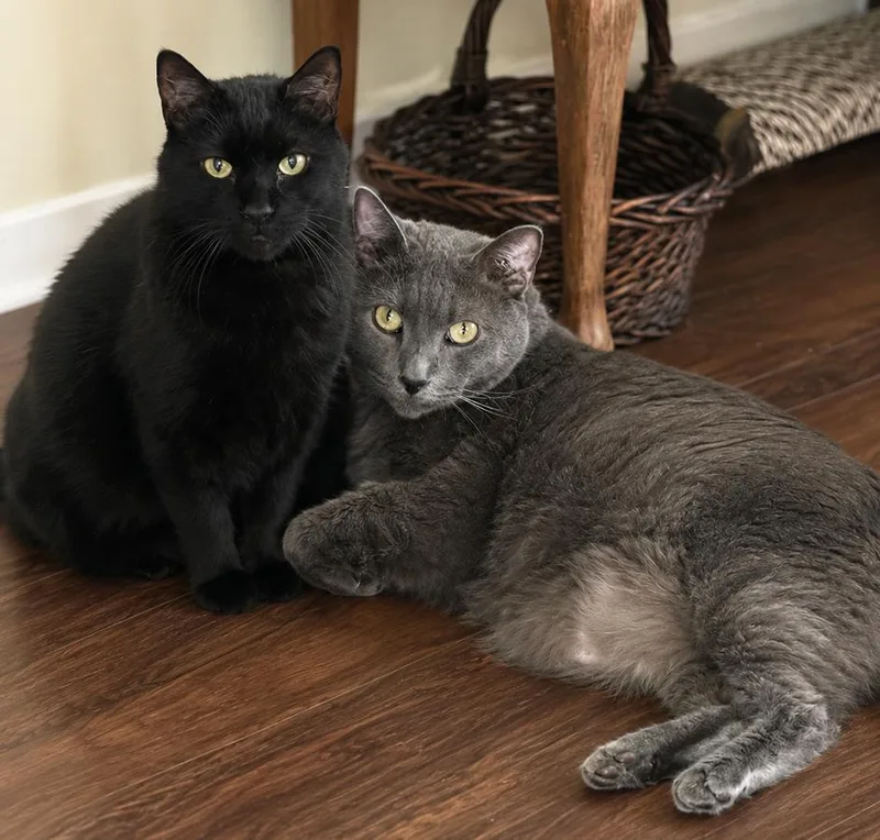 "Turbo & Julian"