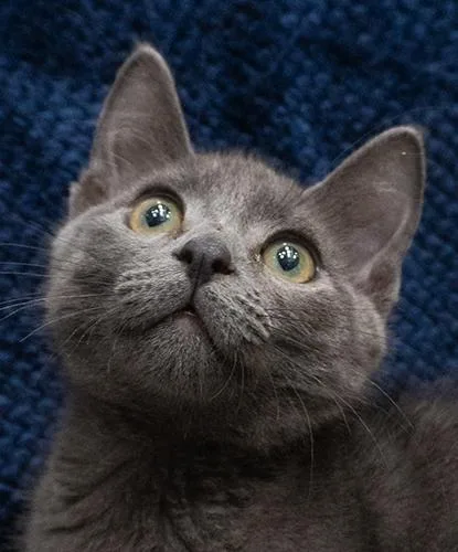 A baby small-sized female Blue Point Domestic Short Hair cat named Hashbrown for adoption in Encinitas, CA