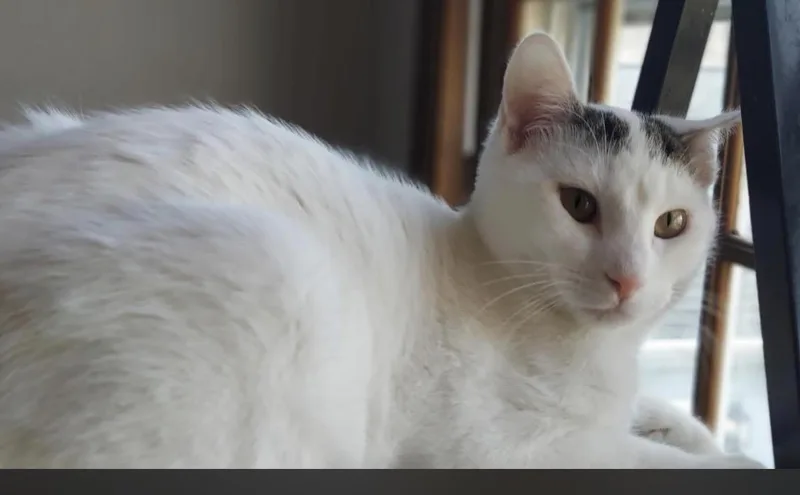 A baby small-sized male White Domestic Medium Hair cat named Hopper for adoption in Melrose, MA
