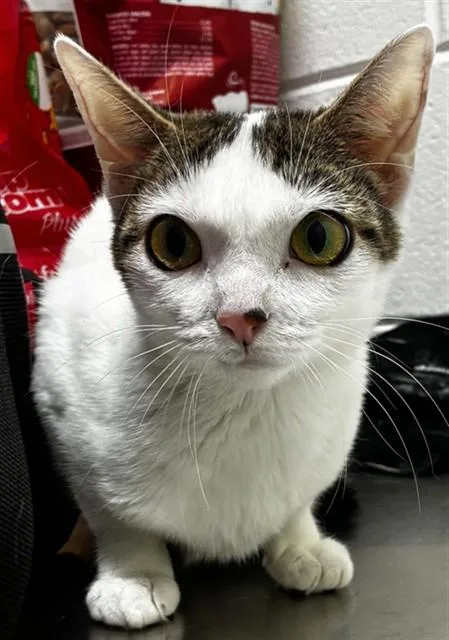 An adult medium-sized female Domestic Short Hair cat named Stitch for adoption in Upper Marlboro, MD