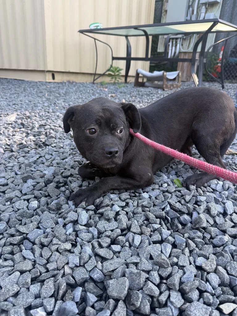 A young medium-sized female Terrier dog named Estrella for adoption in Pomona, NY
