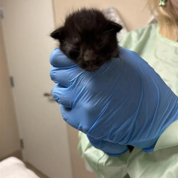 A baby small-sized male Domestic Short Hair cat named Cache for adoption in Tempe, AZ