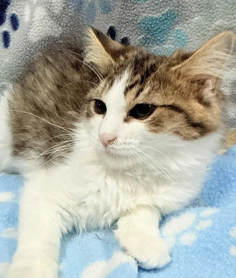 A baby small-sized male Domestic Medium Hair cat named Hot Tamale for adoption in Jackson, GA