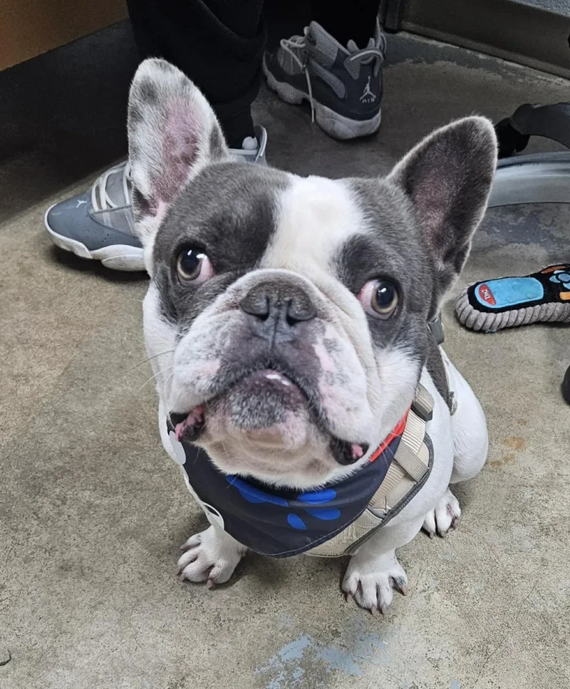 Roscoe Jenkins